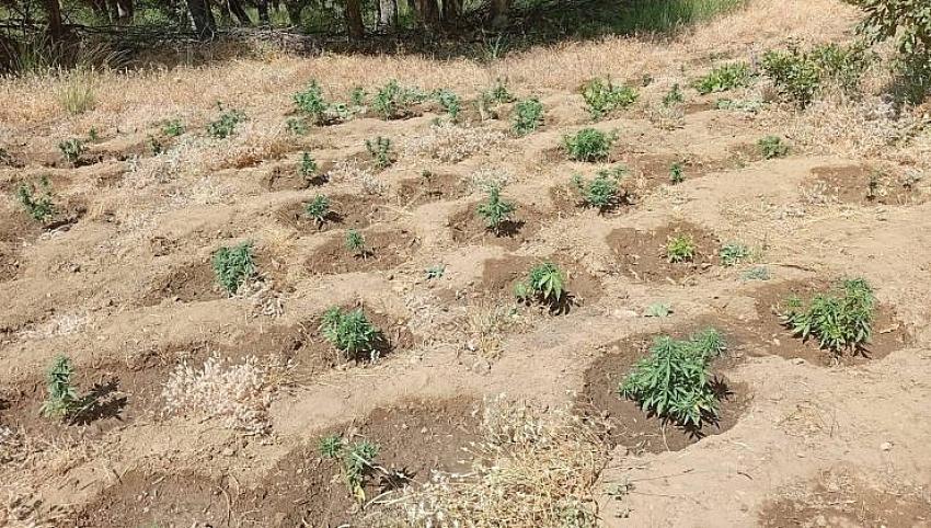 Esrar Tarlası Bulundu