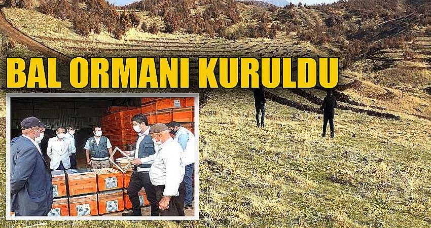210 dönümlük alanda bal ormanı kuruldu
