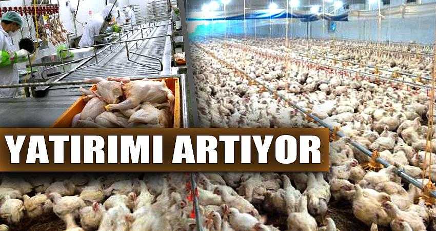 KANATLI HAYVAN YATIRIMI ARTIYOR