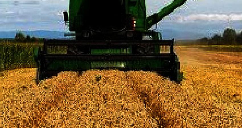 ÇİFTÇİLERE BUĞDAY TOHUMU DESTEĞİ VERİLECEK