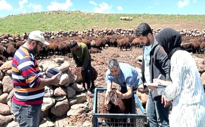 Bingöl’de ıslah çalışmaları devam ediyor