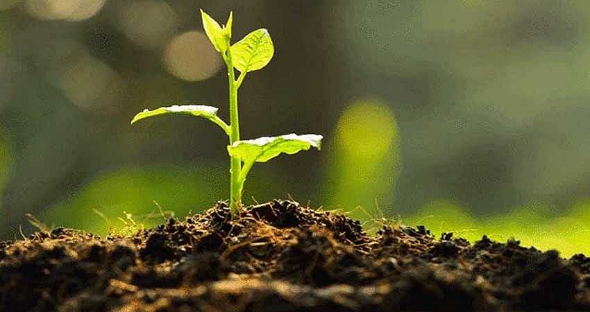 3 BİN FİDAN DİKİLECEK