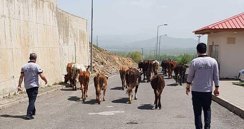 BAŞIBOŞ HAYVANLAR HASTANE BAHÇESİNDE
