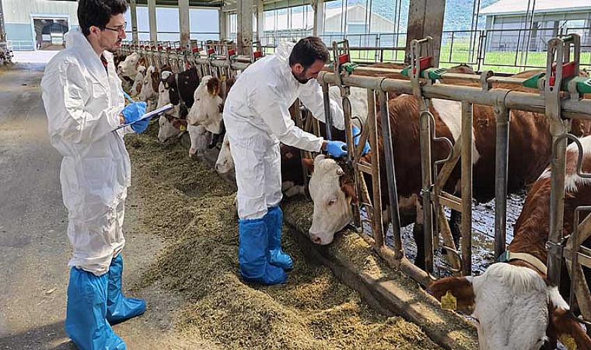 HAYVANLARDA TÜBERKÜLİN TESTİ YAPILDI