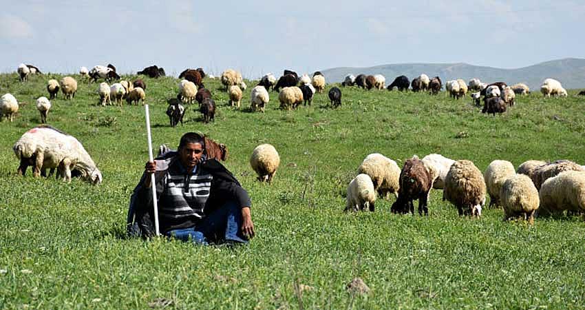 MERALAR GÖÇERLERE KİRAYA VERİLECEK