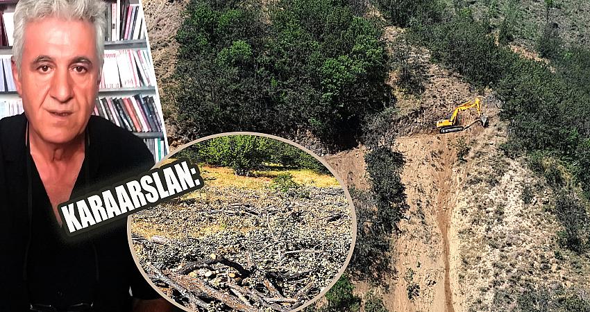 AĞAÇ KATLİAMI YAPILIYOR