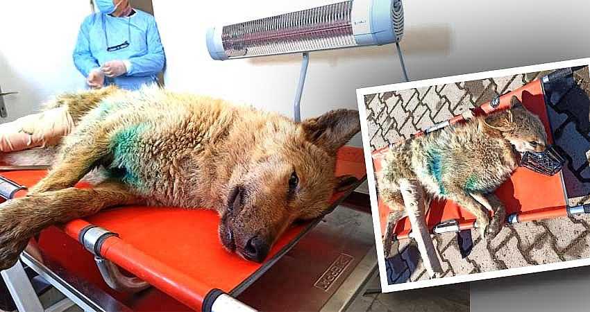 YARALI KURT KARS’A SEVK EDİLDİ