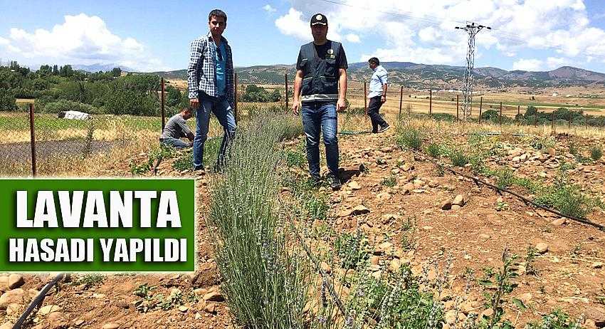 Çay ve yağ olarak kullanılacak