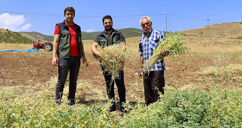 BİNGÖL’DE BİN DEKAR ALANDA NOHUT TARIMI YAPILIYOR
