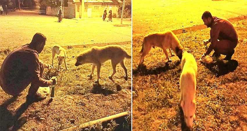 SOKAK HAYVANLARI İLAÇLANDI