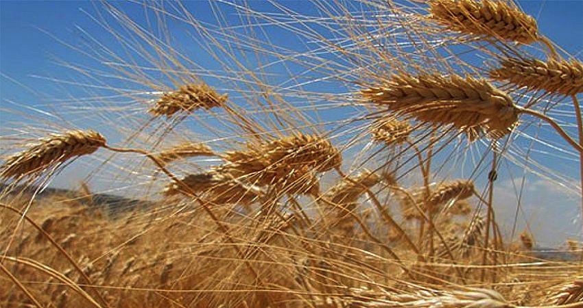 BUĞDAY ÜRETİCİLERİNE İLAVE DESTEK VERİLECEK