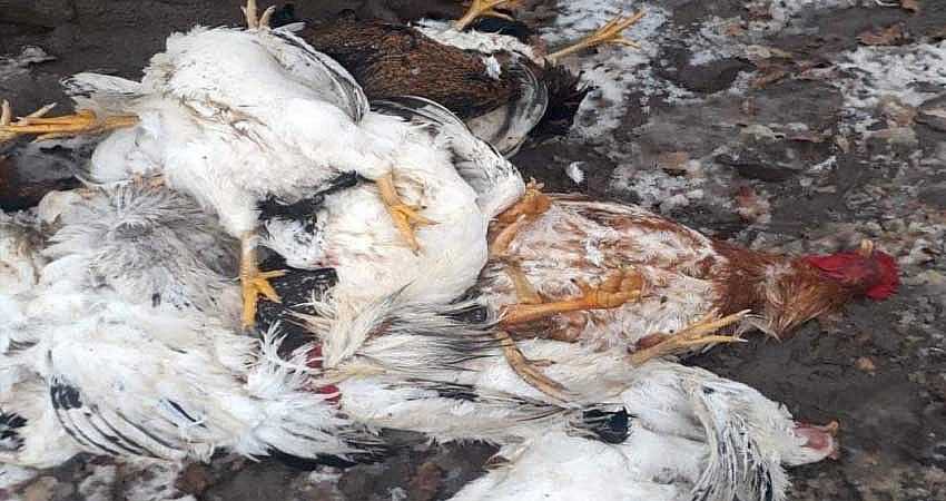 BAŞIBOŞ KÖPEKLER 20 TAVUĞU TELEF ETTİ