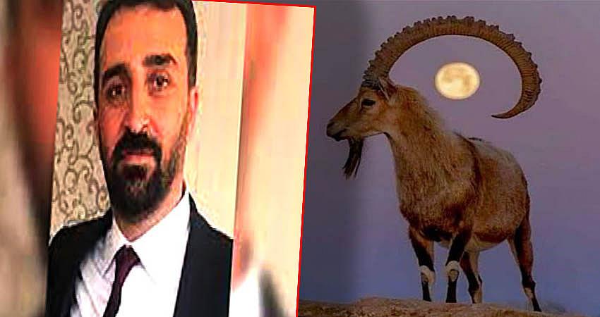 YABAN KEÇİSİ AVI İZNİNE TEPKİ!